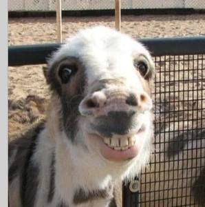 Meet your Posher, Anita d